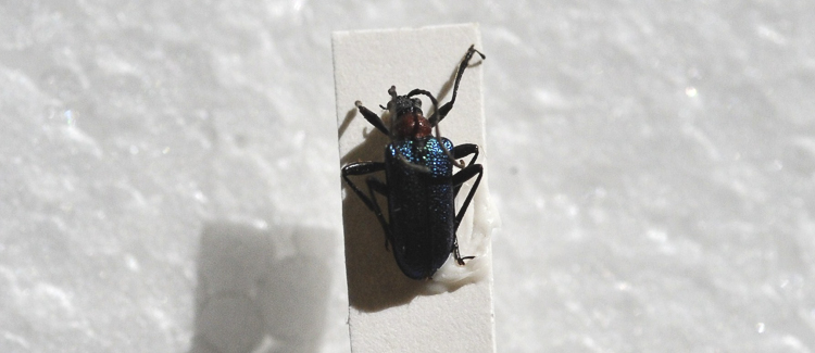 cerambicidi_sp_117.jpg