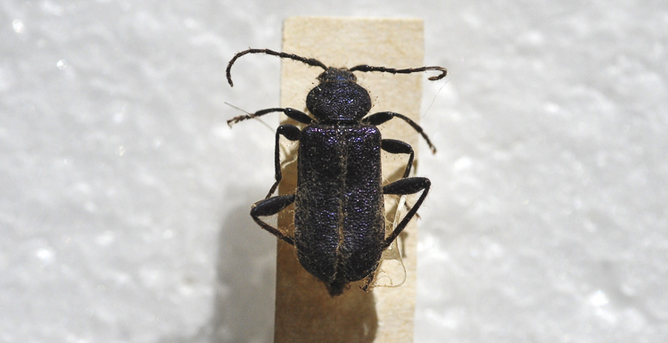 cerambicidi_sp_118.jpg