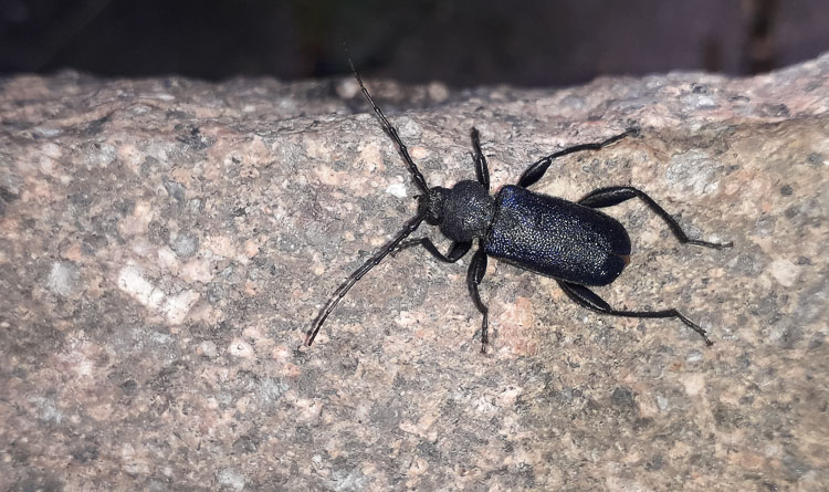 cerambicidi_sp_119.jpg