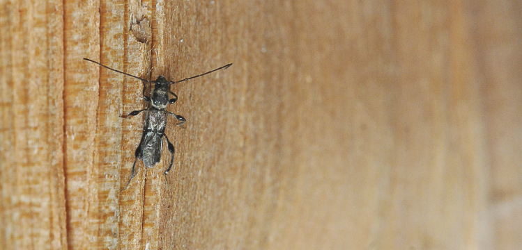 cerambicidi_sp_120.jpg