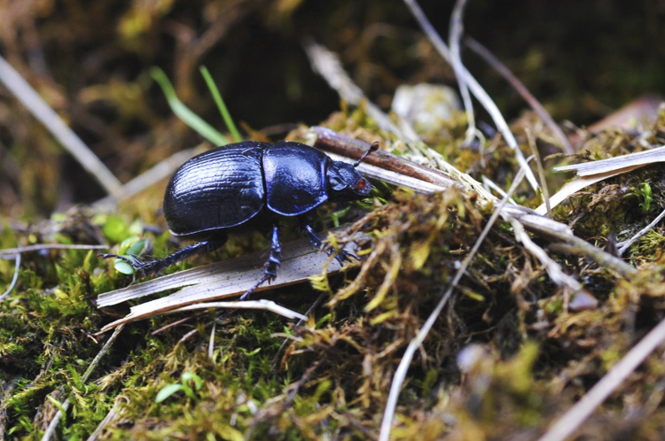 scarabeidi_041.jpg