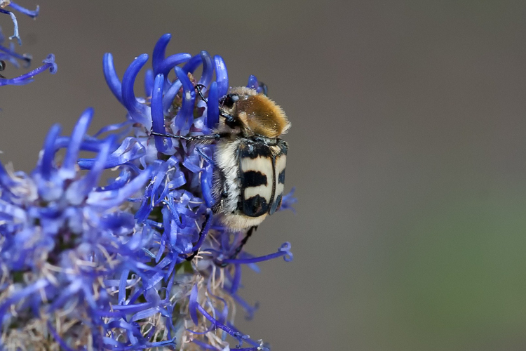 scarabeidi_042.jpg