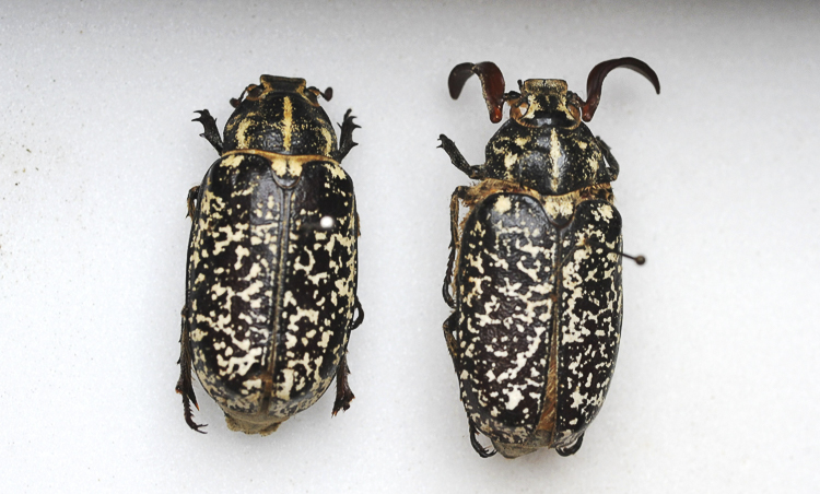 scarabeidi_045.jpg