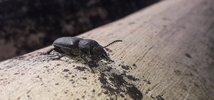scarabeidi_047.jpg