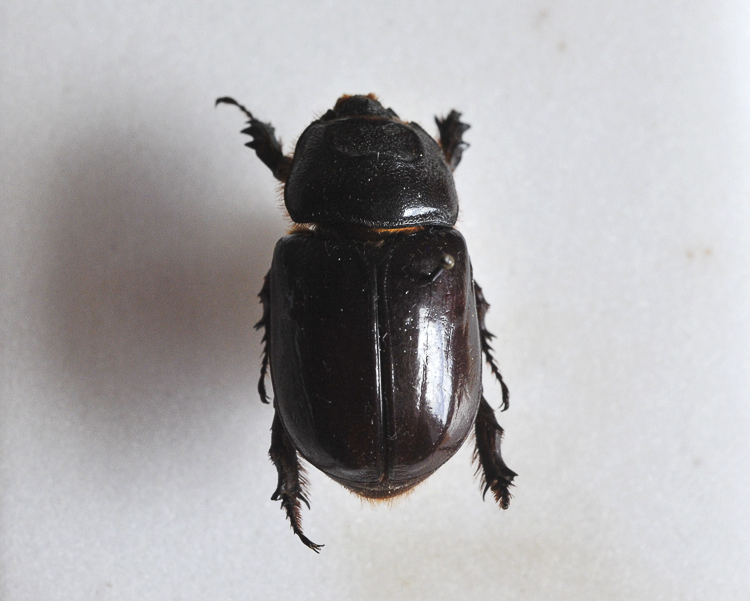 scarabeidi_048.jpg