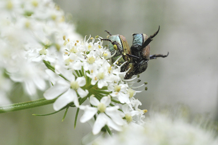 scarabeidi_051.jpg