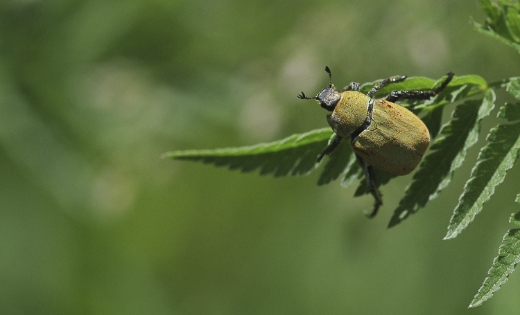scarabeidi_052.jpg