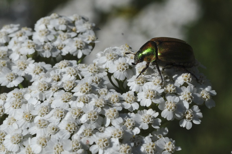 scarabeidi_056.jpg