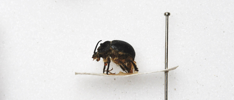 scarabeidi_086.jpg