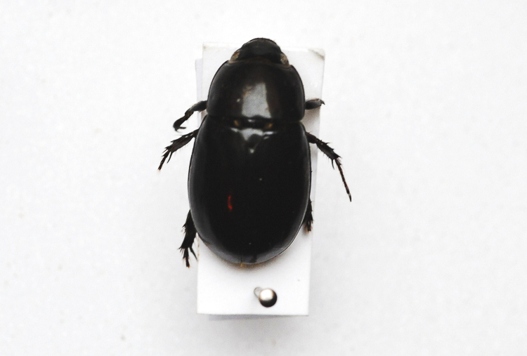 scarabeidi_091.jpg