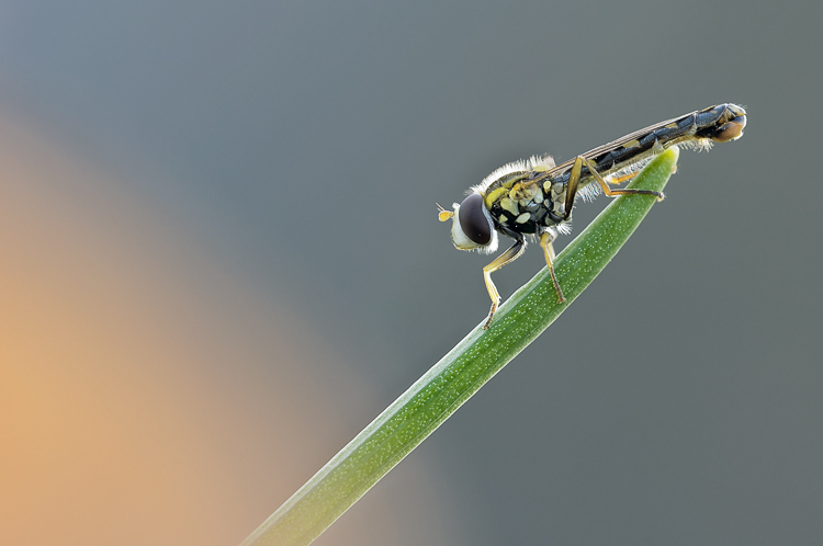 ditteri_076.jpg