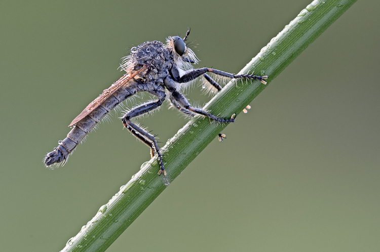 ditteri_080.jpg