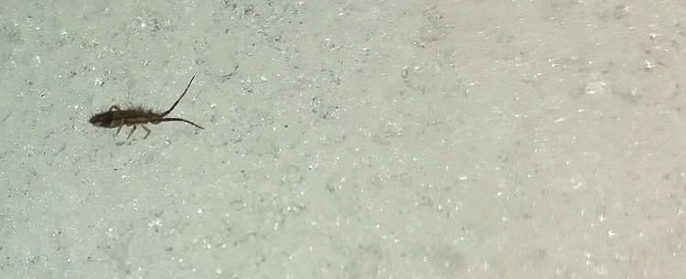 ditteri_100.jpg