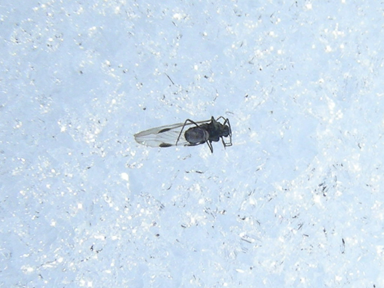 ditteri_103.jpg