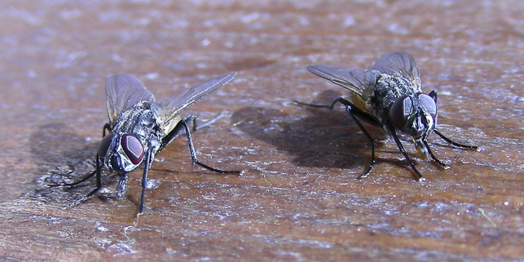 ditteri_107.jpg