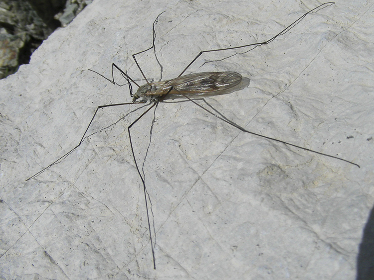 ditteri_111.jpg