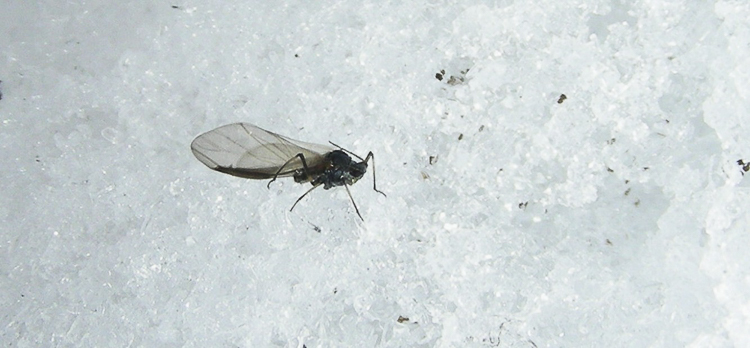 ditteri_114.jpg