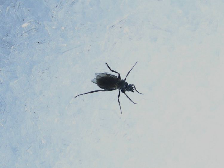 ditteri_115.jpg