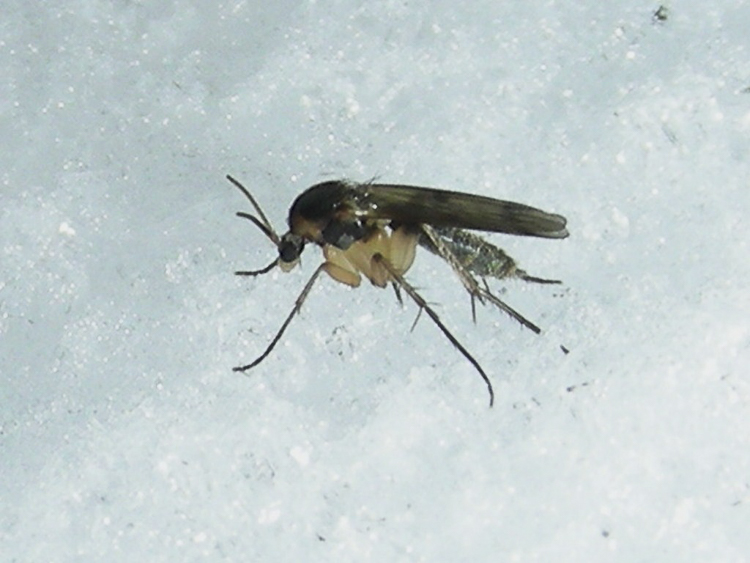 ditteri_116.jpg