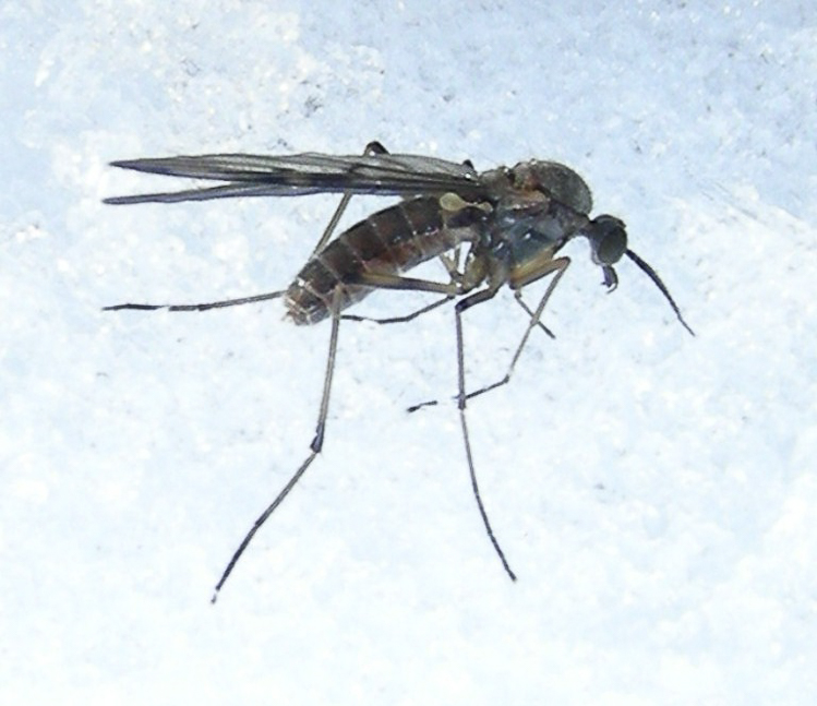 ditteri_117.jpg