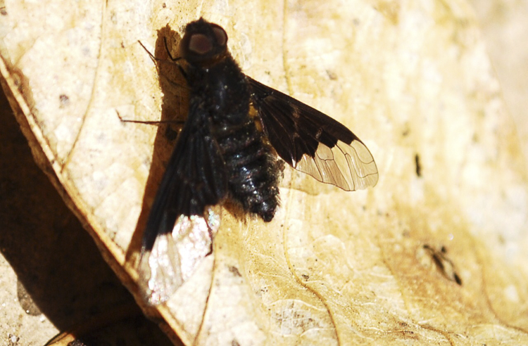 ditteri_119.jpg