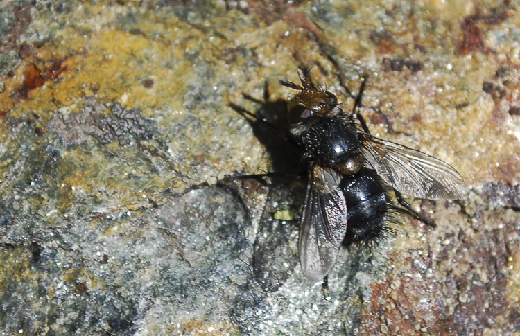 ditteri_120.jpg