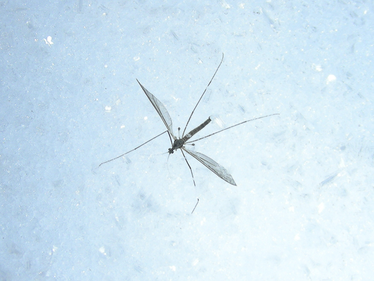 ditteri_160.jpg