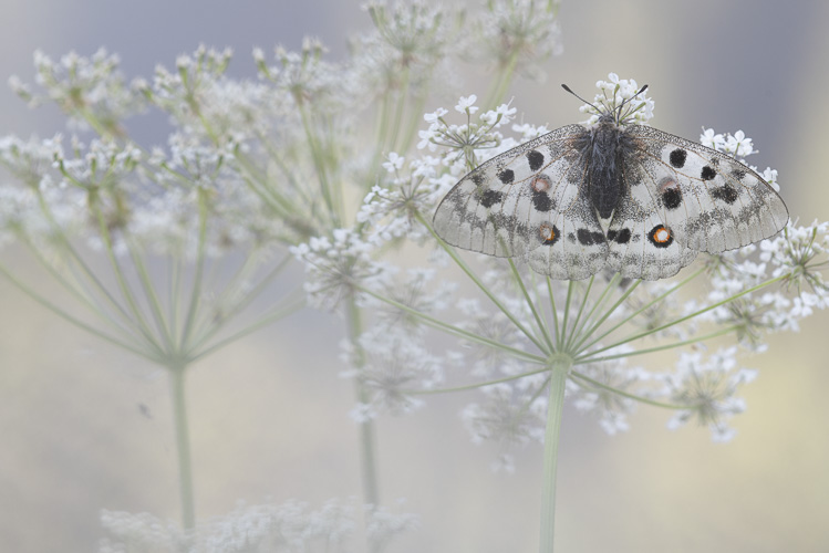 papilionidi_070c.jpg