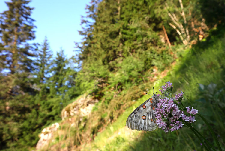 papilionidi_070d.jpg