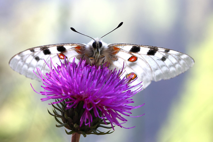 papilionidi_070g.jpg
