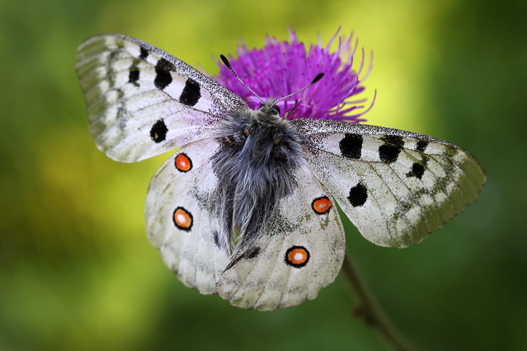 papilionidi_070h.jpg