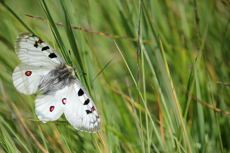 papilionidi_071.jpg