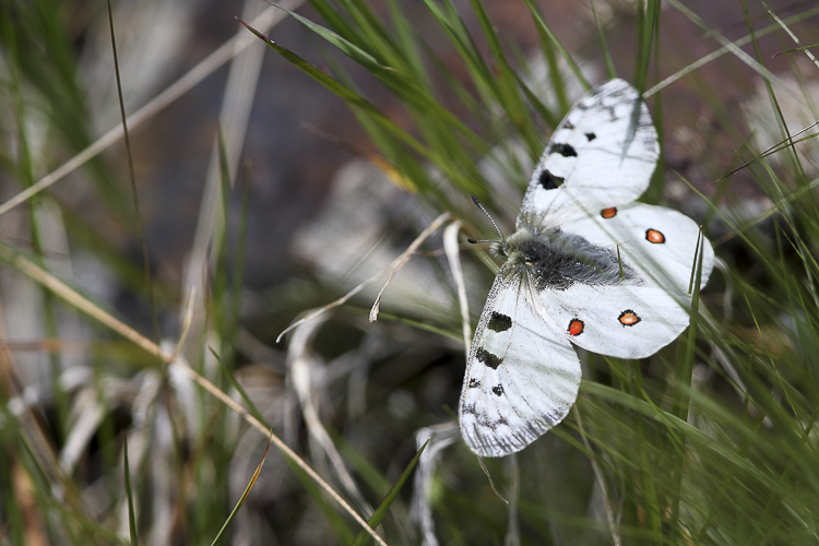 papilionidi_071b.jpg