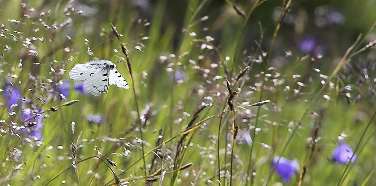 papilionidi_072.jpg