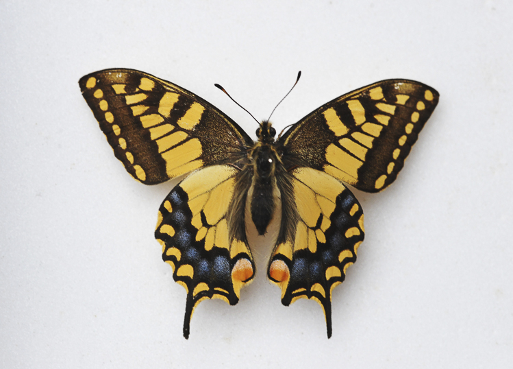 papilionidi_082.jpg