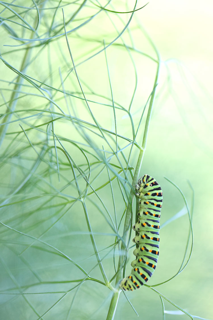 papilionidi_083b.jpg