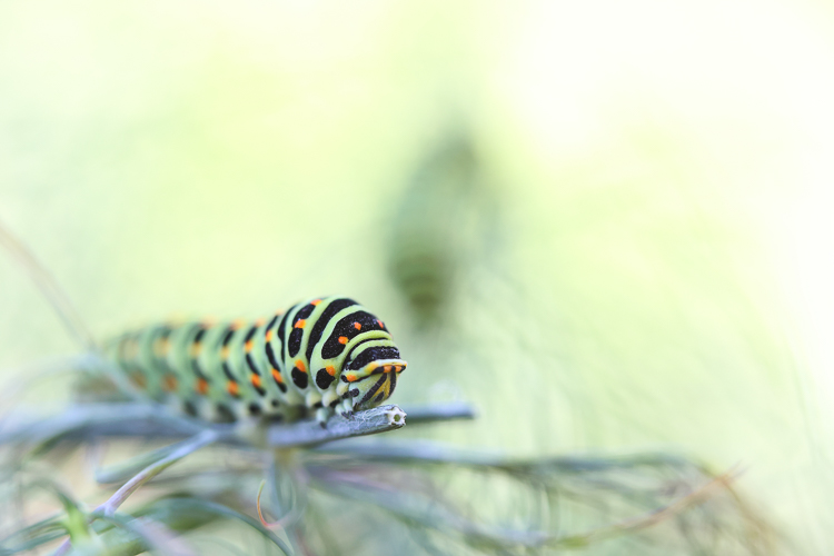 papilionidi_083c.jpg