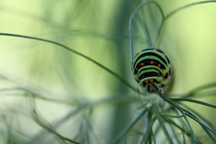 papilionidi_083d.jpg