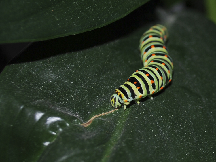 papilionidi_083f.jpg