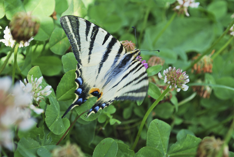 papilionidi_137.jpg