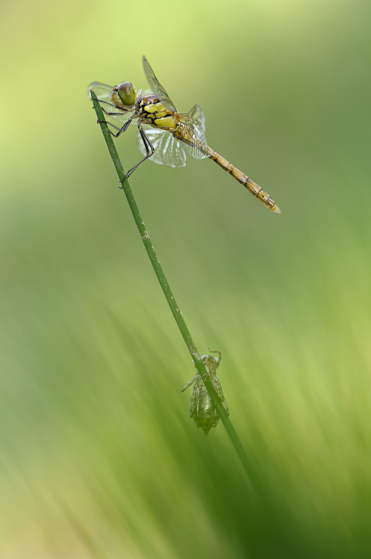 odonati_051.jpg