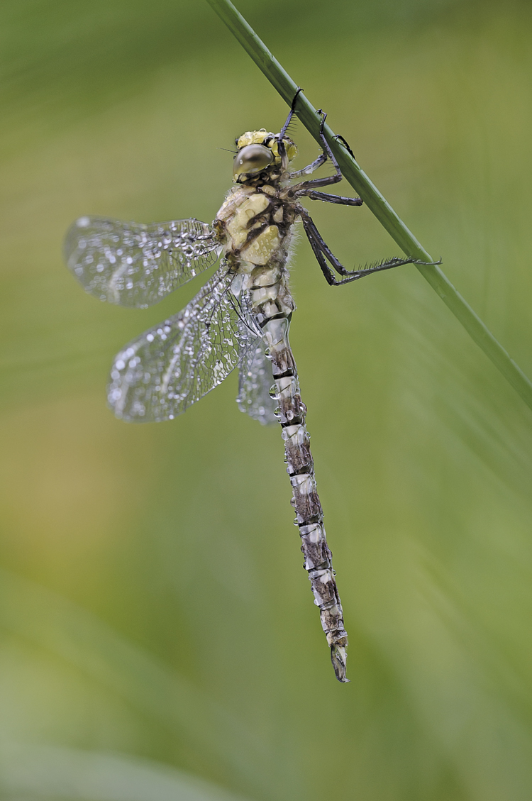 odonati_053.jpg