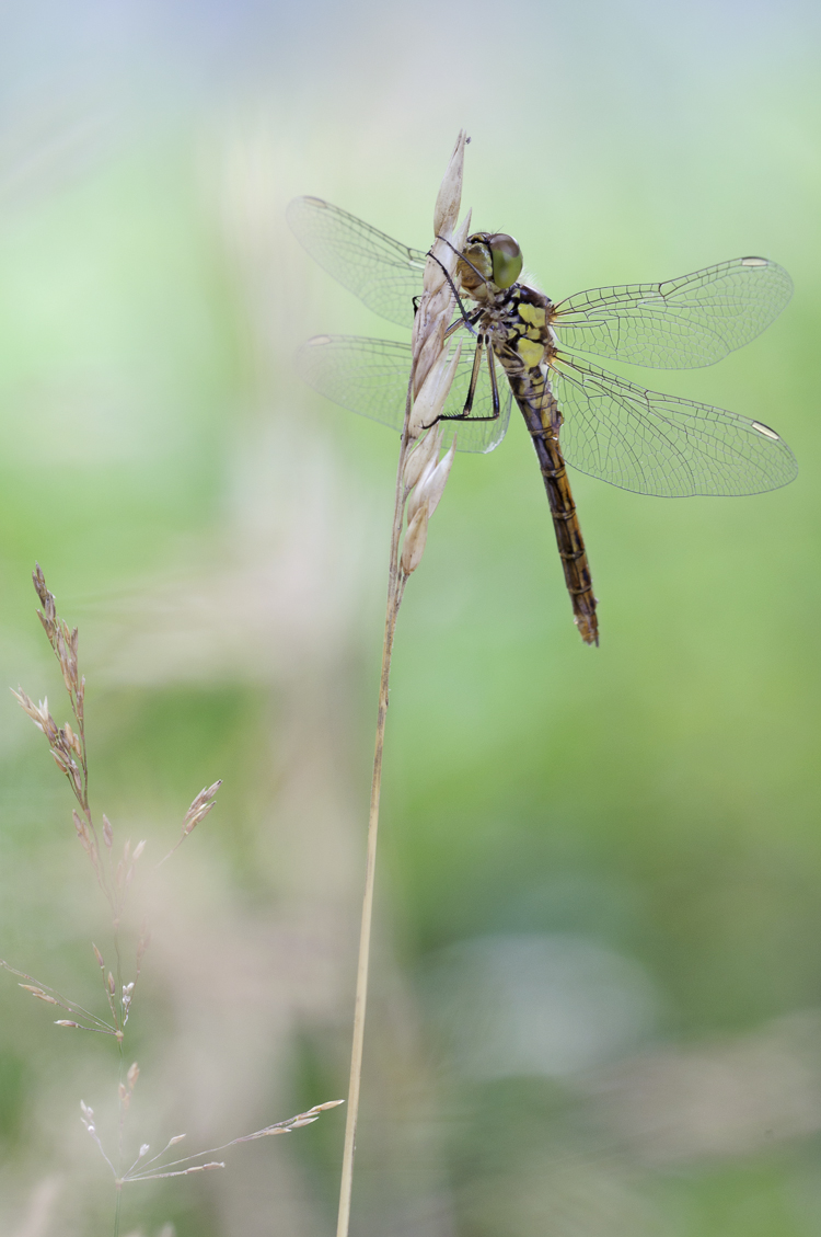 odonati_056.jpg