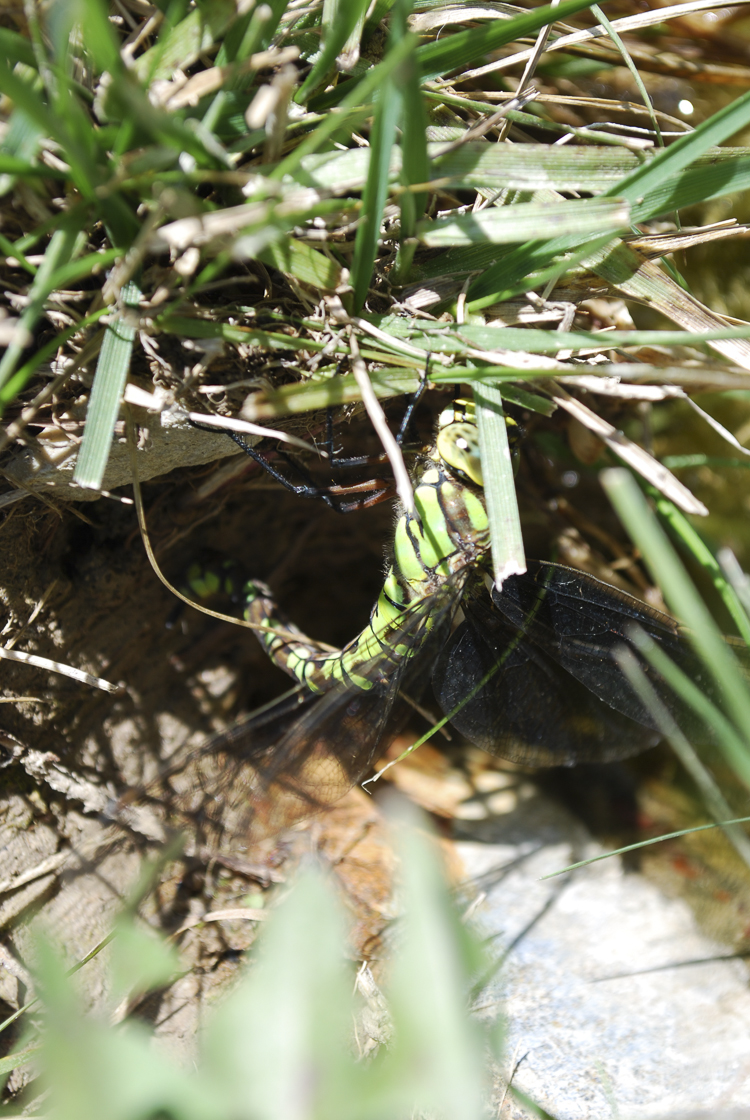 odonati_058.jpg