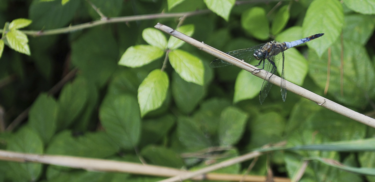 odonati_063.jpg