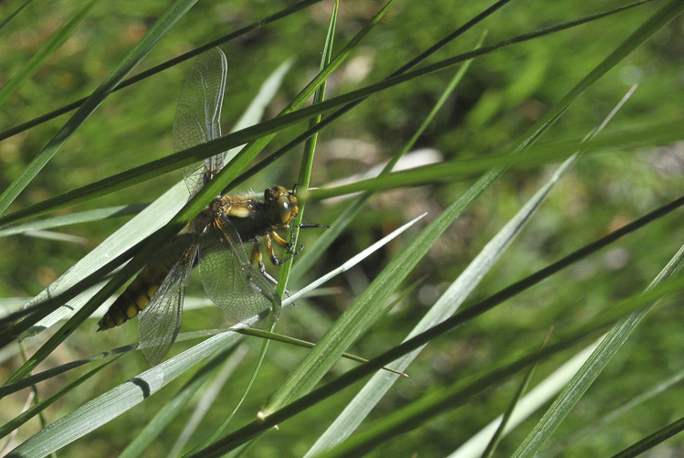 odonati_064.jpg