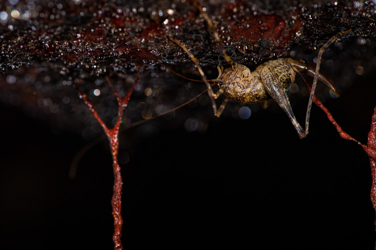 ortotteri_061c.jpg