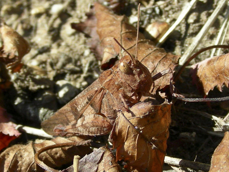 ortotteri_063.jpg