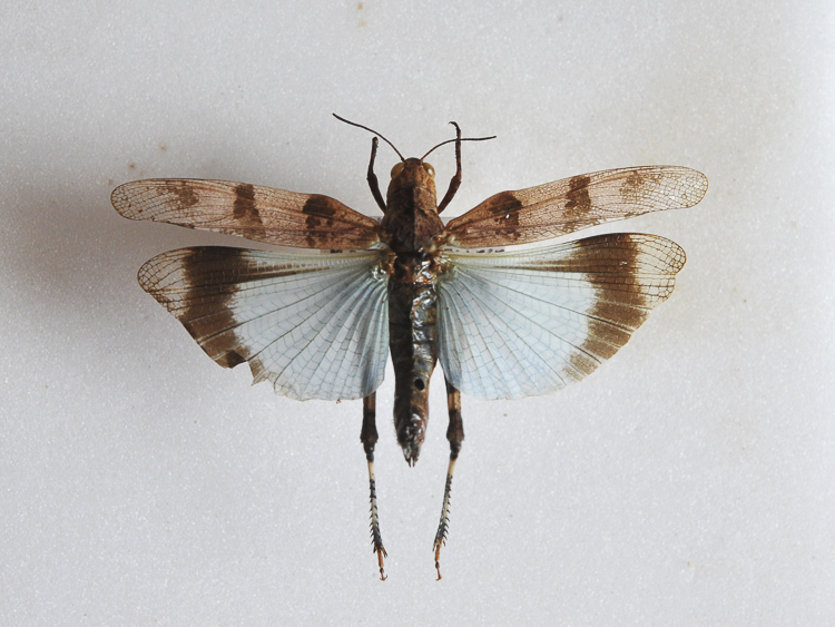 ortotteri_064.jpg