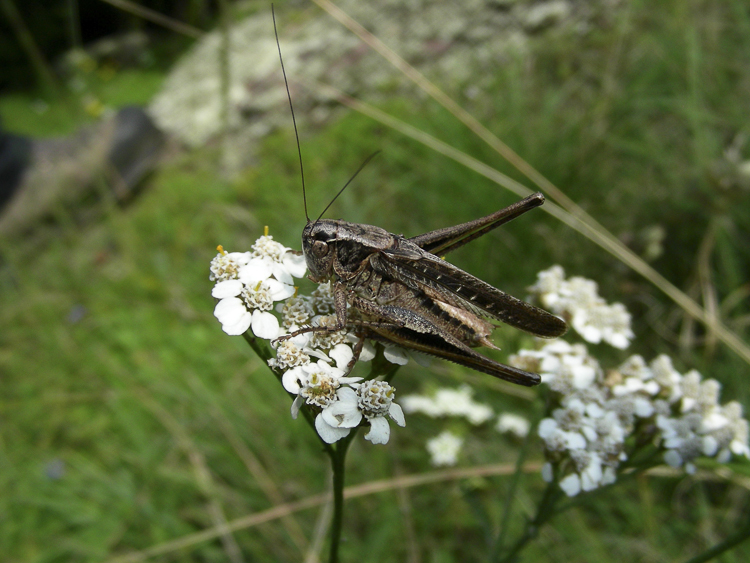 ortotteri_067.jpg